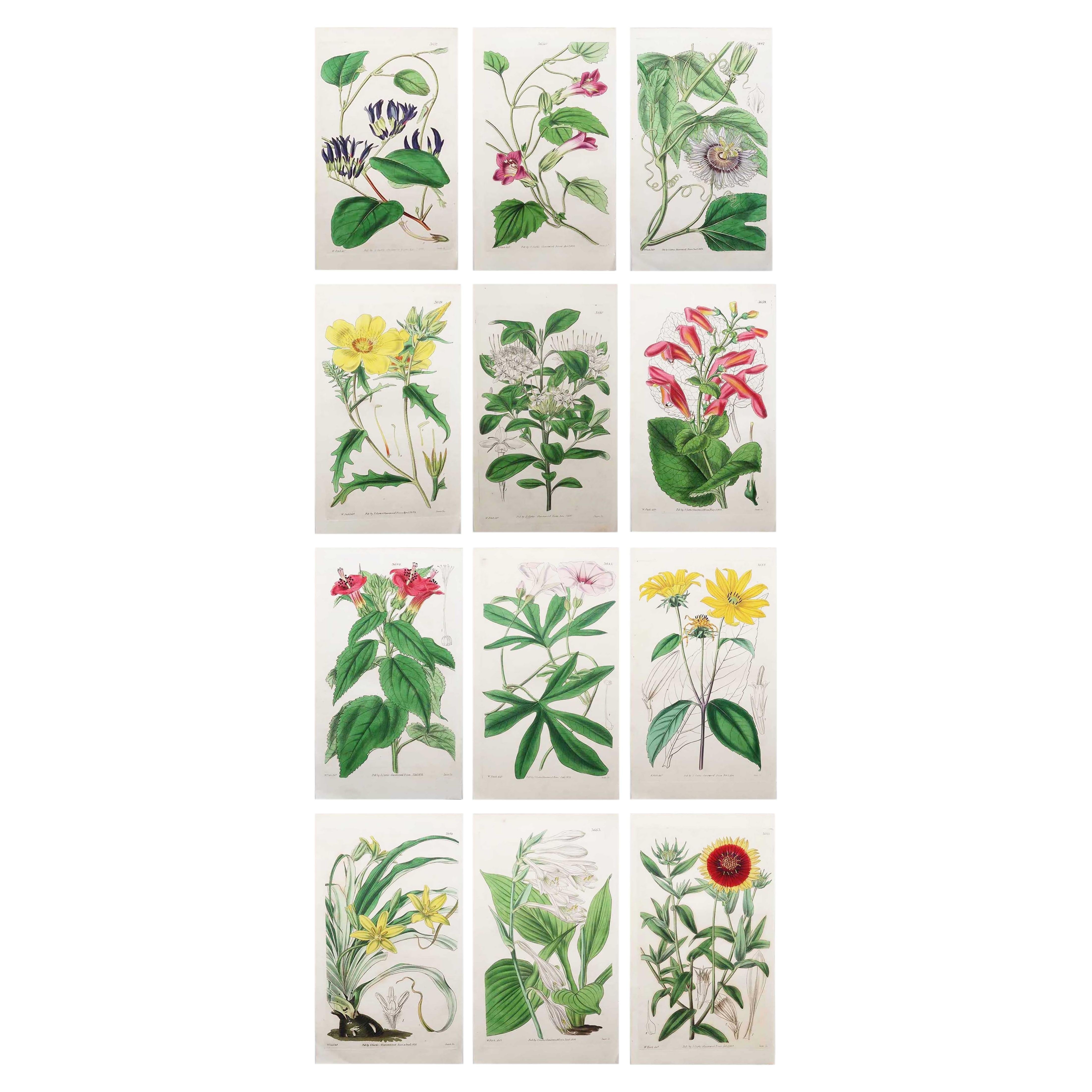 Set of 12 Original Antique Botanical Prints After William Fitch. Dated 1838 For Sale