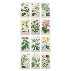 Set of 12 Original Antique Botanical Prints After William Fitch. Dated 1838