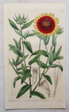 Conjunto de 12 láminas botánicas antiguas originales inspiradas en William Fitch. Fechado en 1838