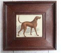 Gravure ancienne originale encadrée d'un chien de sang, 1847