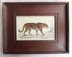 Original Antique Framed Print of A Jaguar, 1847
