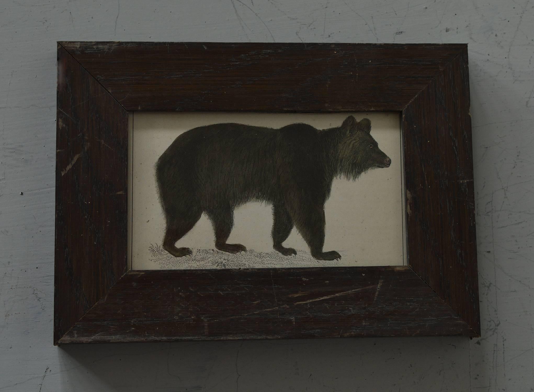 
Great print of a brown bear.

Hand coloured steel engraving.

Original colour.

From Goldsmith's 