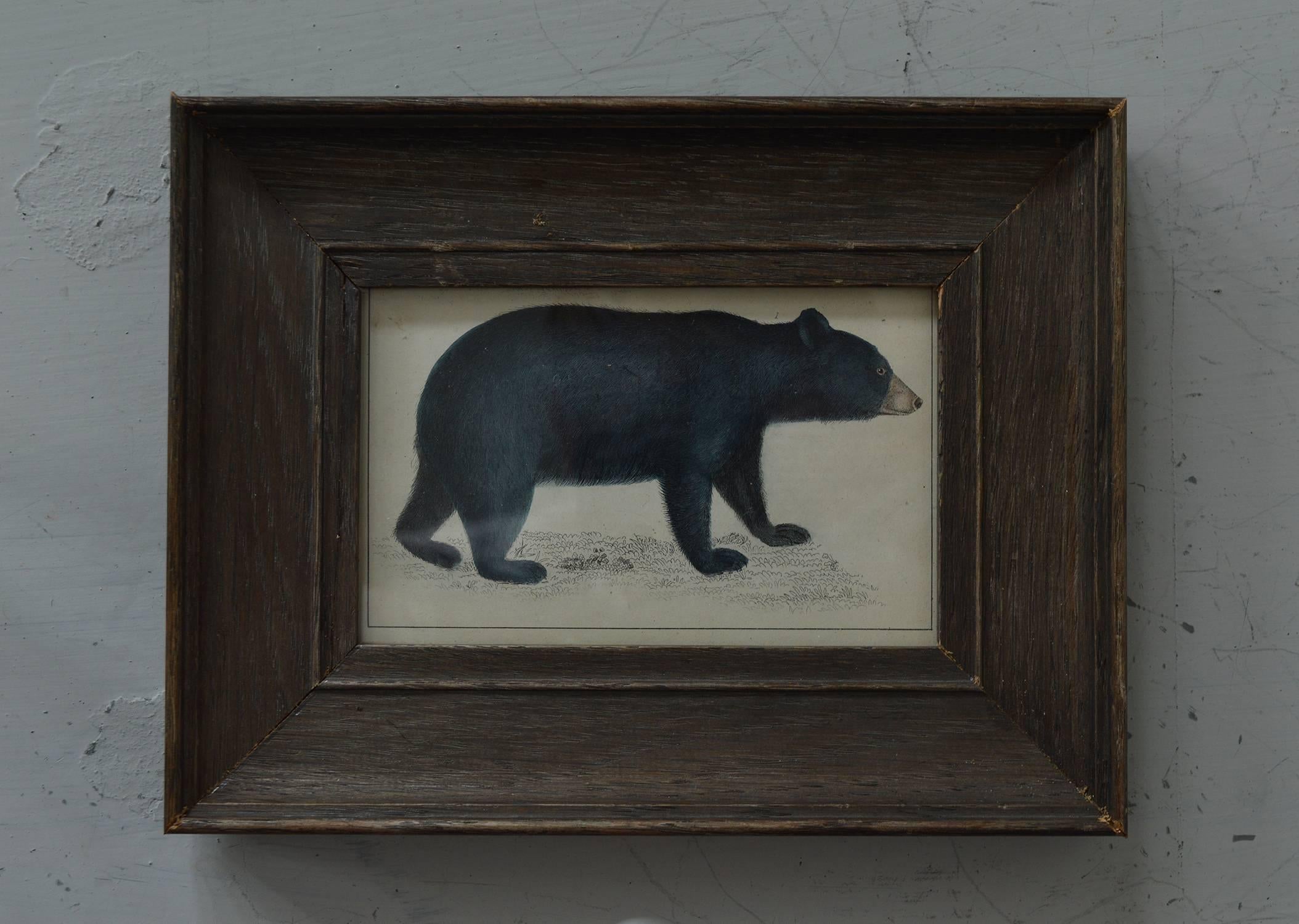 
Great print of a black bear.

Hand-coloured steel engraving.

Original colour.

From Goldsmiths 