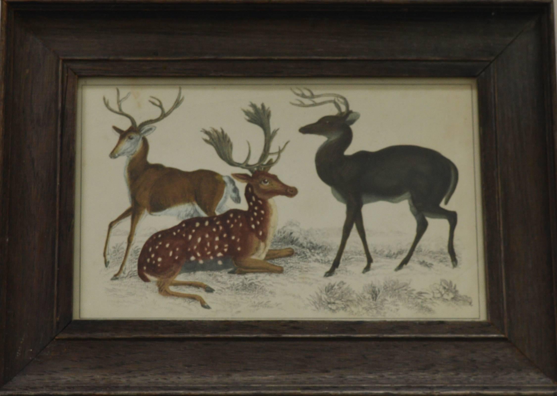 
Great print of deer.

Hand colored steel engraving.

Original color.

From Goldsmith's 