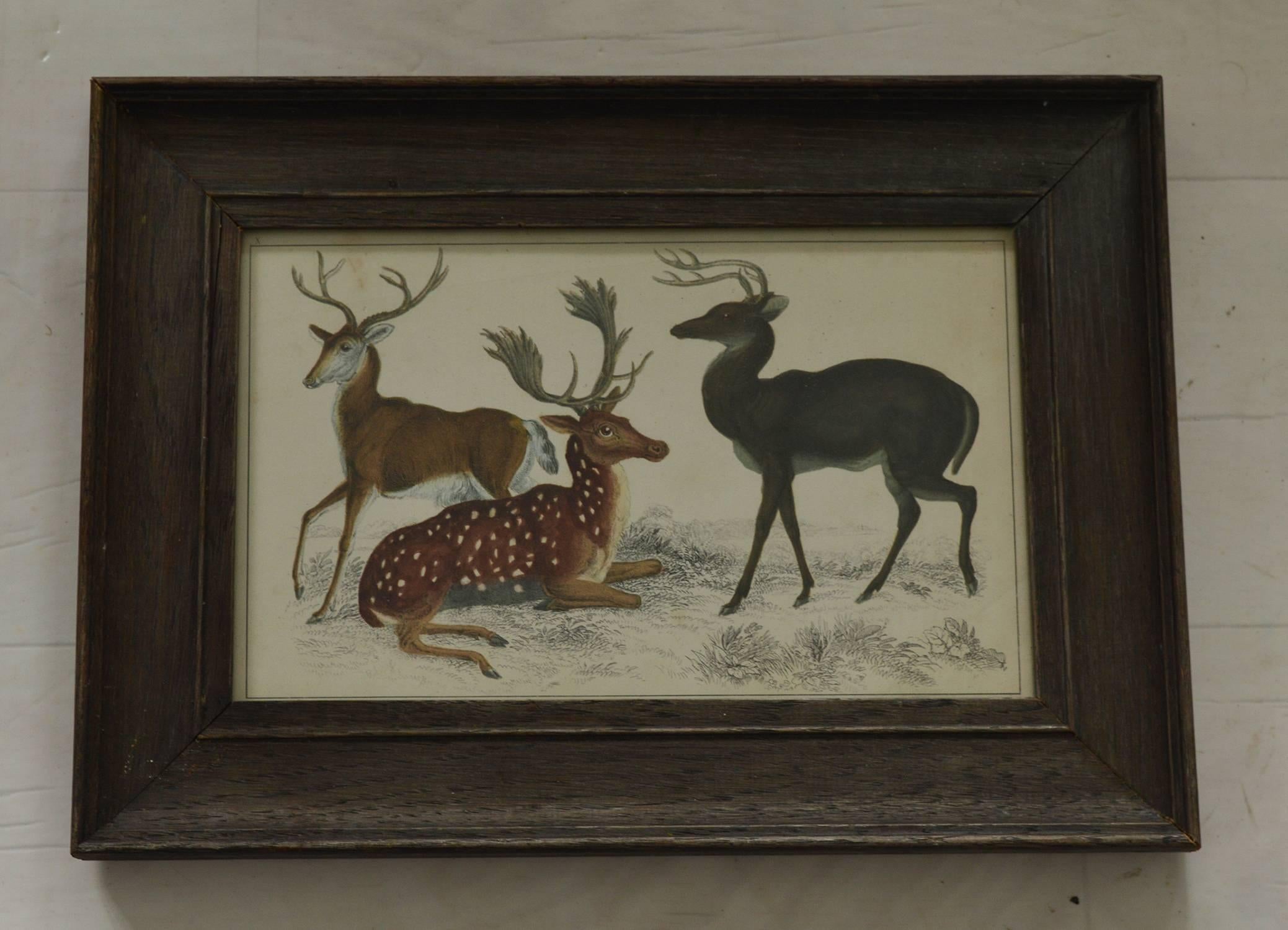 Folk Art Original Antique Print of Deer, English, circa 1850