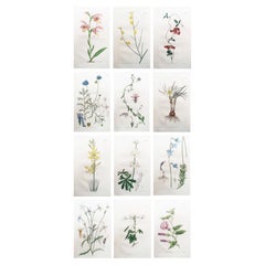 Set of 12 Original Antique Botanical Prints. Curtis. Dated 1826