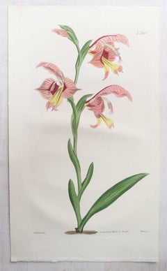 Set of 12 Original Antique Botanical Prints. Curtis. Dated 1826