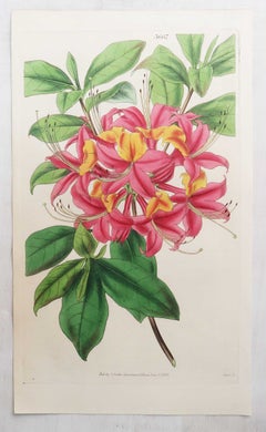 Set mit 12 originalen antiken botanischen Drucken nach William Fitch. Datiert 1838