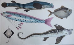 Original Antique Print of Fish, 1847 Unframed