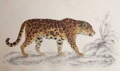 Original Antique Print of a Jaguar, 1847 'Unframed'