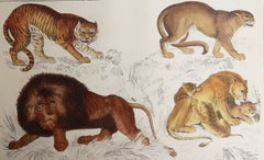 Original Antique Print of Lions and Tigers, 1847 'Unframed'