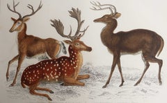 Original Antique Print of Deer, 1847 'Unframed'