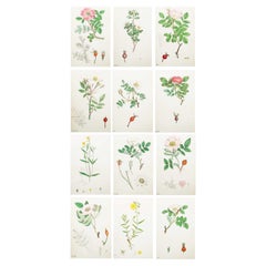 Set of 12 Original Antique Prints of Roses. Lithographs After Sowerby. 1875
