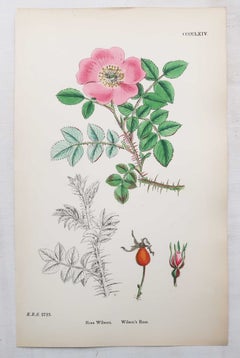Set of 12 Original Antique Prints of Roses. Lithographs After Sowerby. 1875