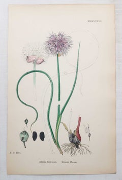 Set of 10 Original Antique Prints of Herbs. Lithographs After Sowerby. 1875