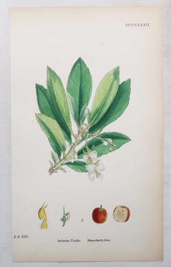 Set di 10 stampe antiche originali raffiguranti frutta. Litografie ispirate a Sowerby. 1875