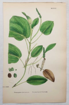 Set di 15 stampe antiche originali raffiguranti foglie. Litografie ispirate a Sowerby. 1875