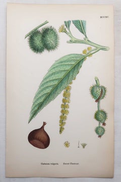 Set of 16 Original Antique Prints of Trees. Lithographs After Sowerby. 1875