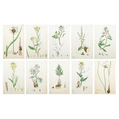 Set of 10 Original Antique Prints of Vegetables. Lithographs After Sowerby. 1875