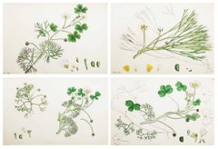 Set of 4 Original Antique Prints of Ranunculus. Lithographs After Sowerby. 1875