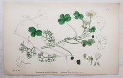 Set di 4 stampe d'epoca originali raffiguranti ranuncoli. Litografie ispirate a Sowerby. 1875