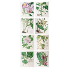 Set of 8 Large Scale Original Antique Botanical Prints. Curtis. Dated 1838