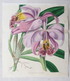 Set di 8 stampe botaniche originali in grande scala. Curtis. Datato 1838