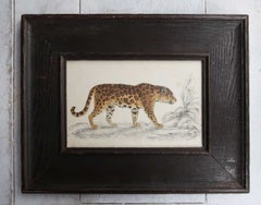 Original Antique Framed Print of A Jaguar, 1847