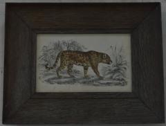 Original Antique Print of a Jaguar, circa 1850