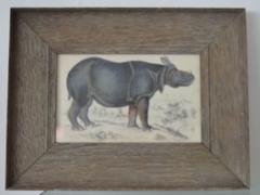 Original Antique Print of a Rhinoceros, 1847