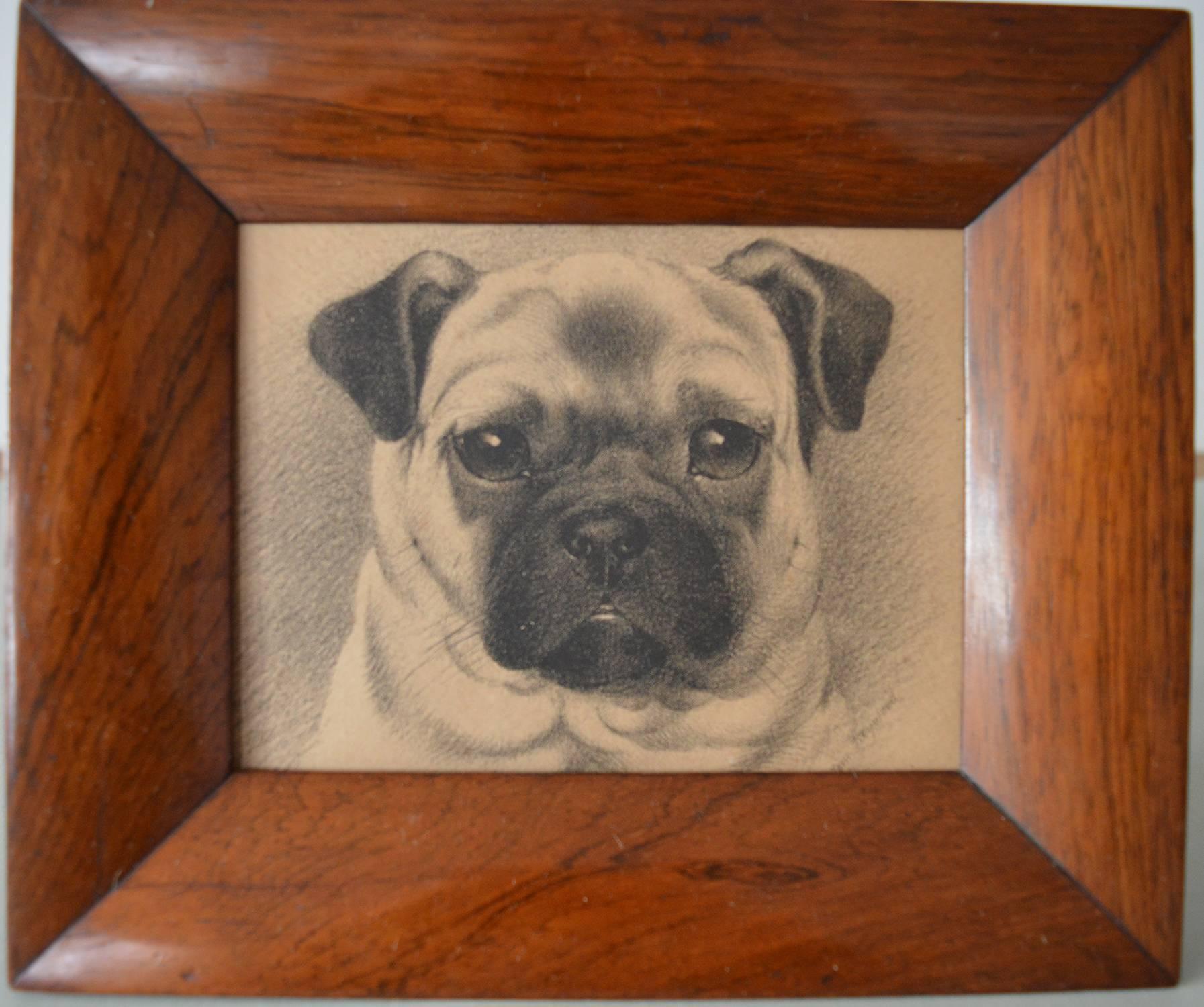 
Wonderful image of a pug after an original drawing by Tom Heywood.

Photogravure in a super rosewood frame.

Signed lower right.

The measurement given is the frame size.
  