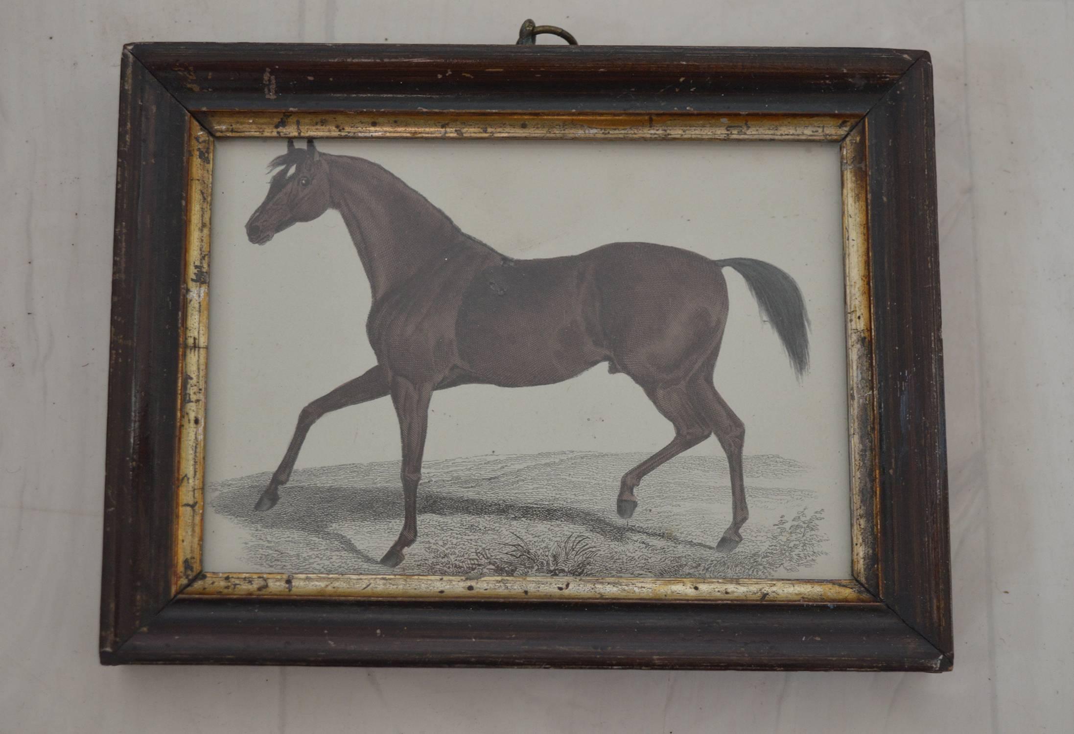 
Great image of a horse.

Hand colored lithograph.

Original color.

From 