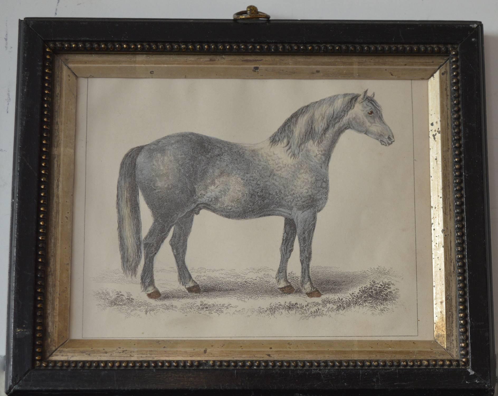 Great image of a horse.

Hand coloured lithograph.

Original colour.

Published by Fullarton, London and Edinburgh 1847.

Presented in a 19th century painted gesso frame with gilt slip.

The measurement given below is the frame size.
 