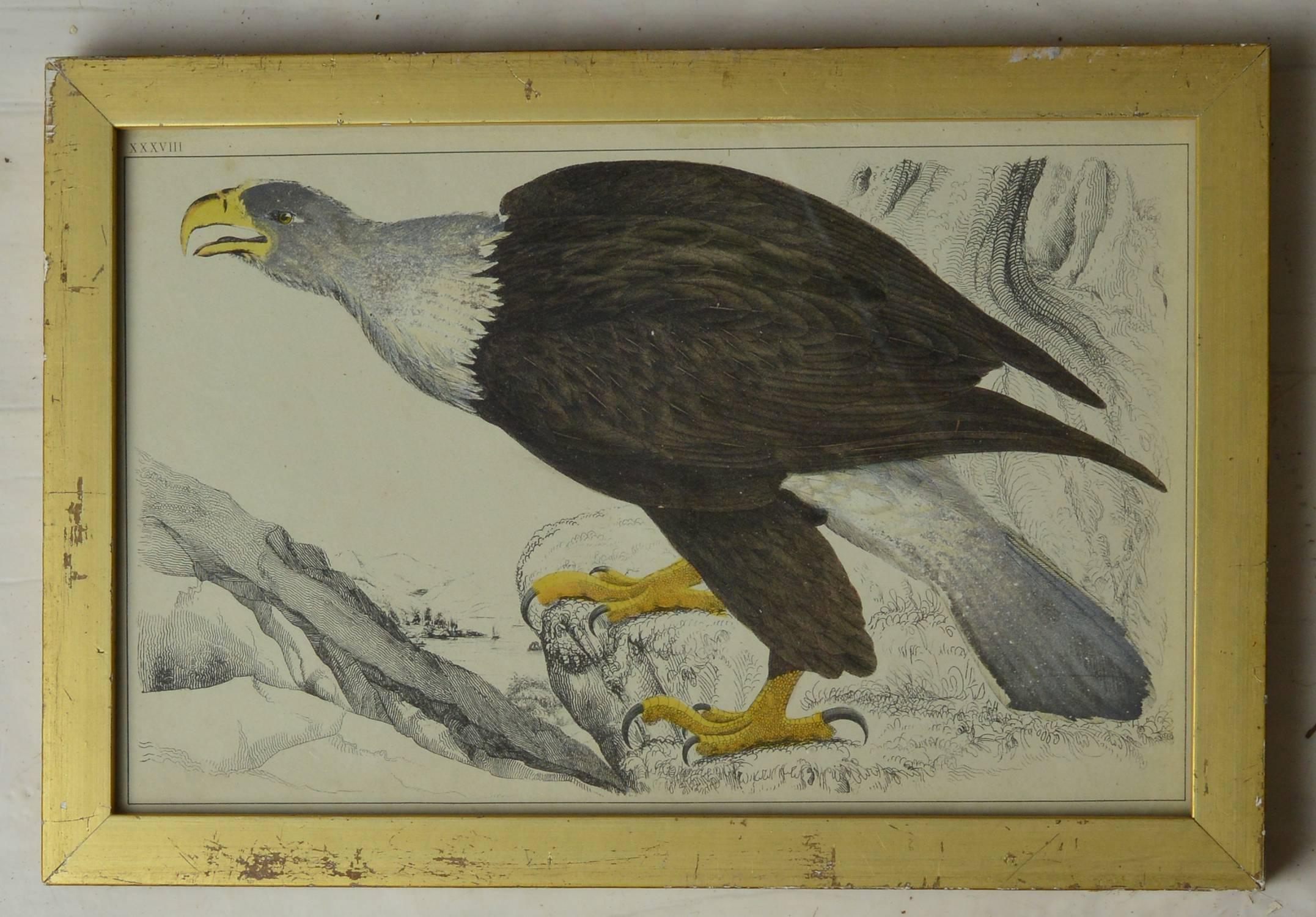 
Great image of an eagle.

Hand-colored lithograph

Original color.

From Goldsmith's Animated Nature

Published by Fullarton, London and Edinburgh, 1847

Presented in a distressed antique gilt frame.

The measurement given below is the frame size.