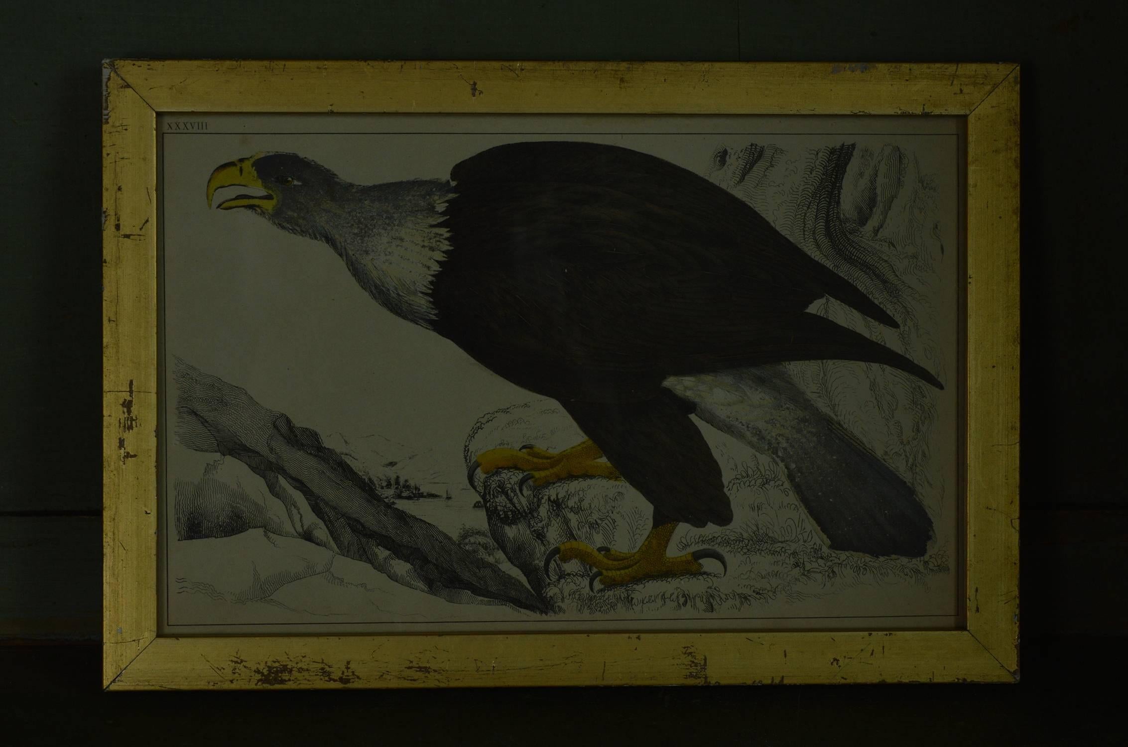 Other Original Antique Print of an Eagle, 1847