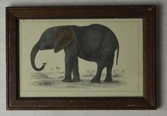 Original Antique Print of an Elephant, circa 1850