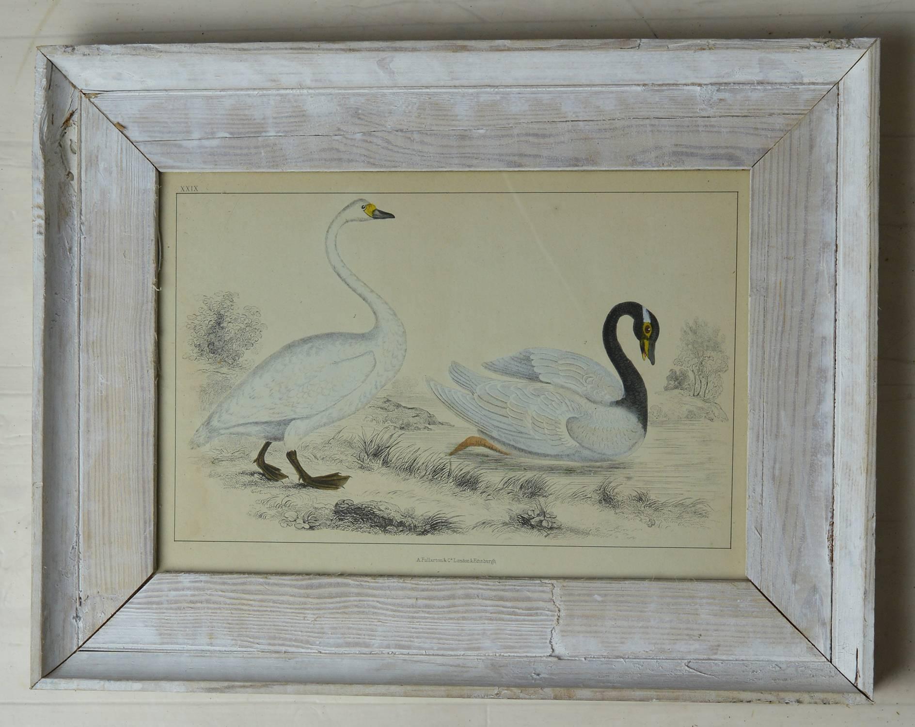 Great image of two swans.

Hand colored lithograph.

Original color.

From Goldsmith's Animated Nature

Published by Fullarton, London and Edinburgh, 1847.

Presented in a distressed antique painted pine frame.

The measurement given below is the