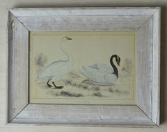 Original Antique Print of Swans, 1847