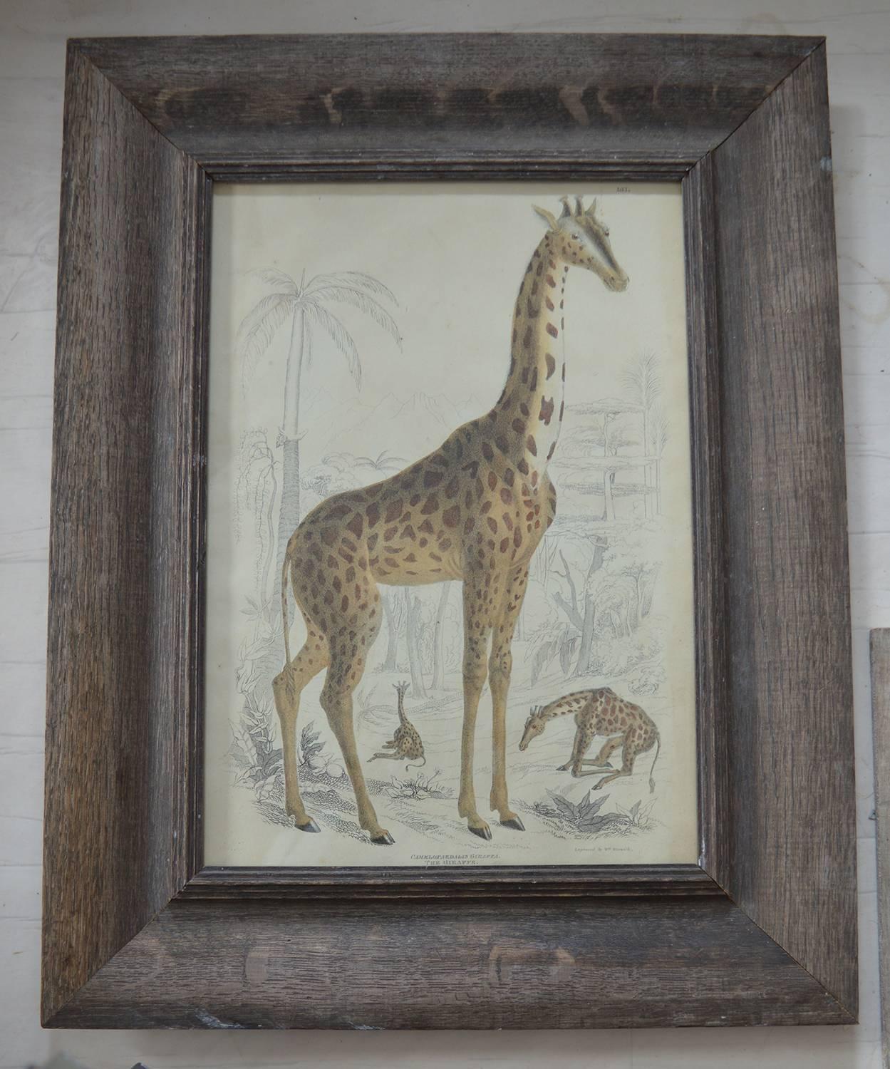 Great image of a giraffe.

Hand colored lithograph by Warwick.

After the original drawing by Captain Brown.

Original color.

Published by Smith, Elder 1835.

Presented in an antique distressed oak frame.

The measurement given below is