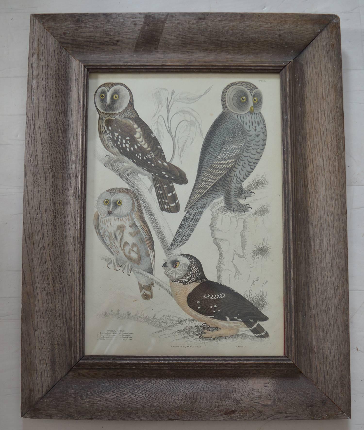 Great image of owls.

Hand colored lithograph by Milne.

After an or original drawing by Captain brown.

Original color.

Published by Smith, Elder 1835.

Presented in a distressed oak frame.

The measurement given below is the frame