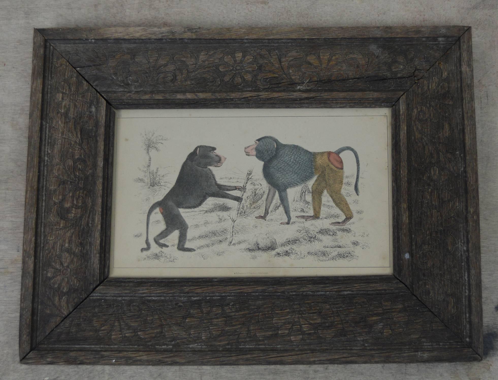 
Great image of two baboons.

Hand colored lithograph.

Original color.

Published by Fullarton, London and Edinburgh, 1847.

Presented in an antique distressed carved oak frame.

The measurement given below is the frame size.