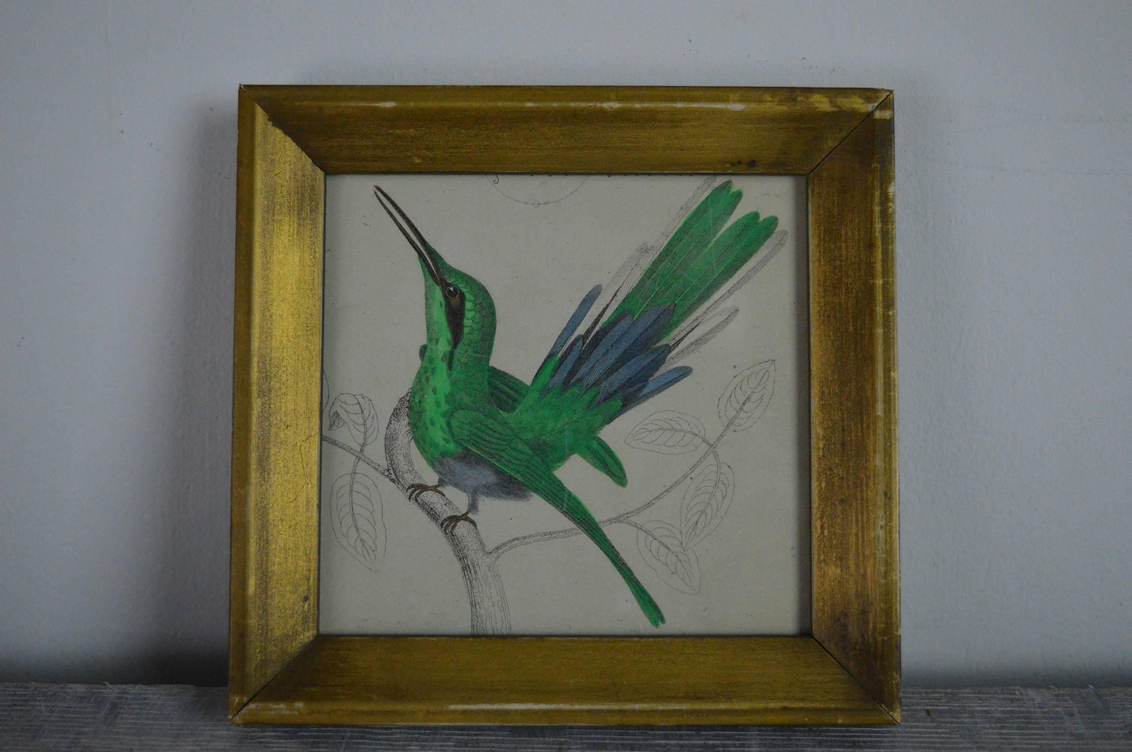 
Great image of a hummingbird.

Hand colored lithograph.

Original color.

Published by Fullarton, London and Edinburgh. 1847.

Presented in a distressed antique gilt frame.

The measurement given below is the frame size.