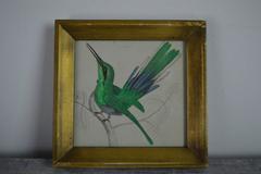 Original Antique Print of a Hummingbird, 1847