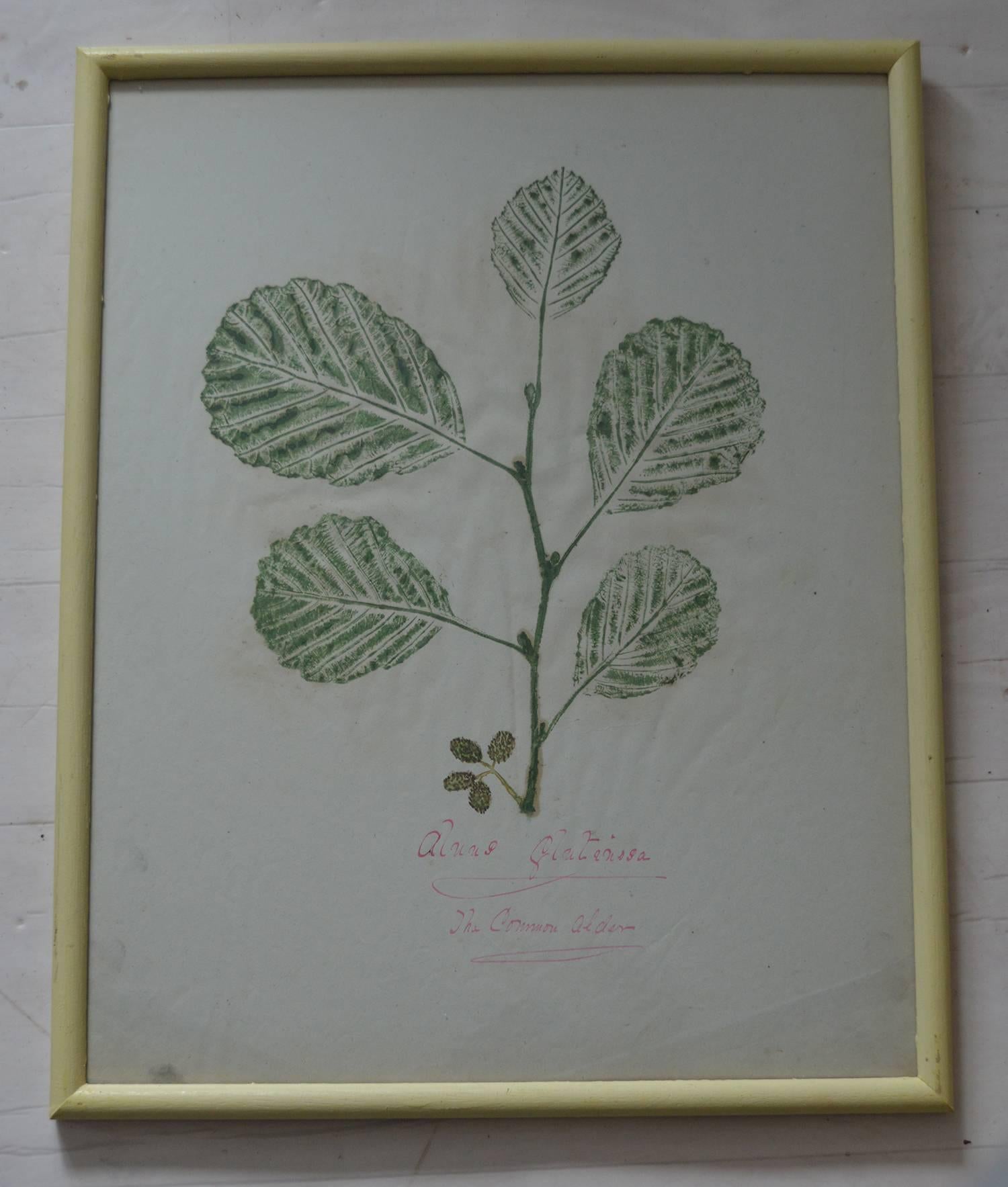 Six beautiful studies of leaves using amazing colors.

Stone lithographs with original color.

On very fine paper.

Original hand written inscription below each image.

Presented in faux ivory painted wood frames.
 