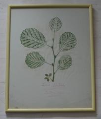 Set of Six Naive Botanical Prints 'Leaves', circa 1830