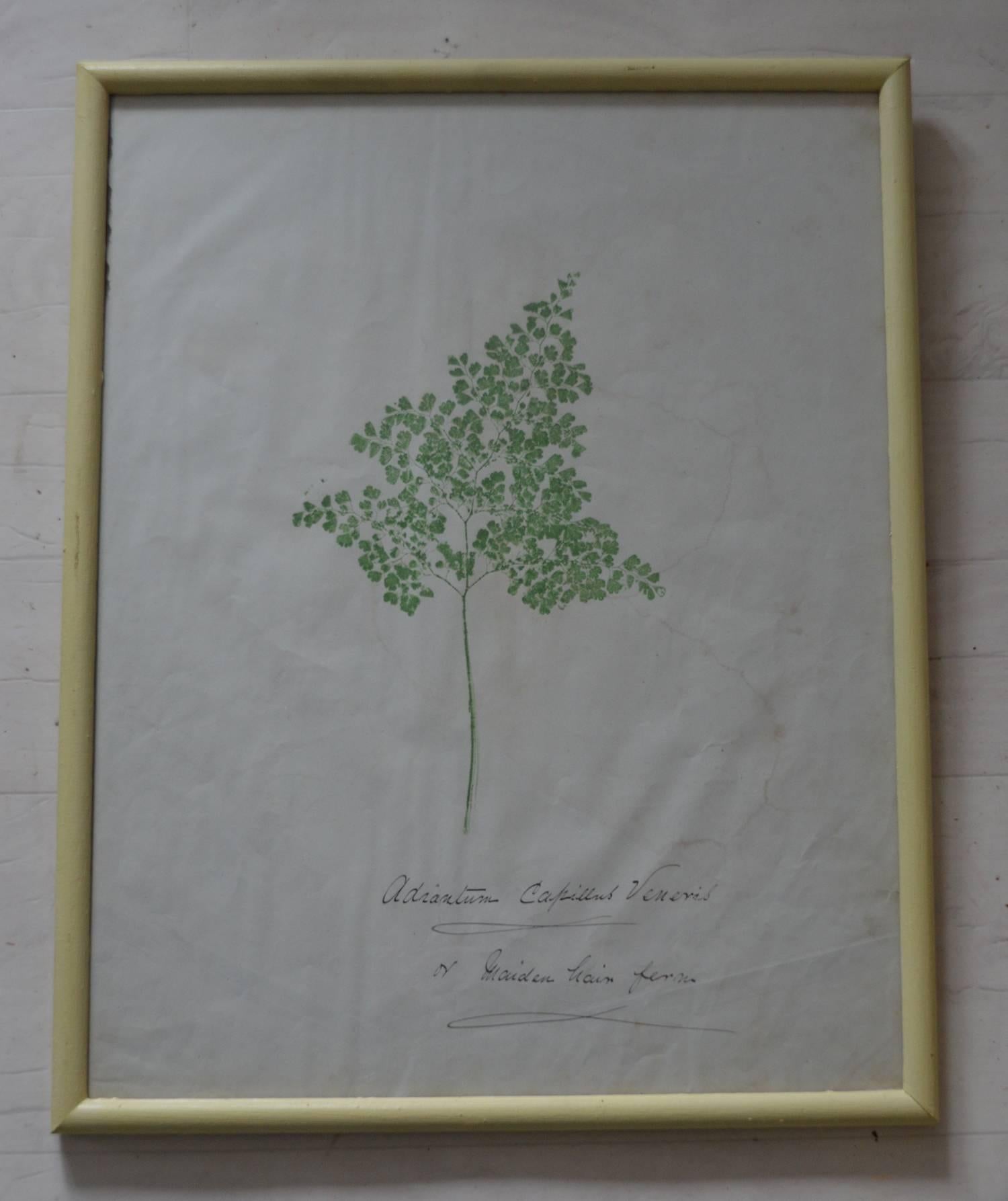 Folk Art Set of Six Naive Botanical Prints 'Leaves', circa 1830