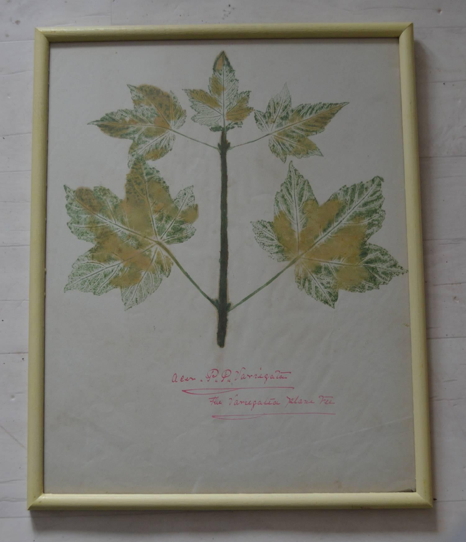 Other Set of Six Naive Botanical Prints 'Leaves', circa 1830
