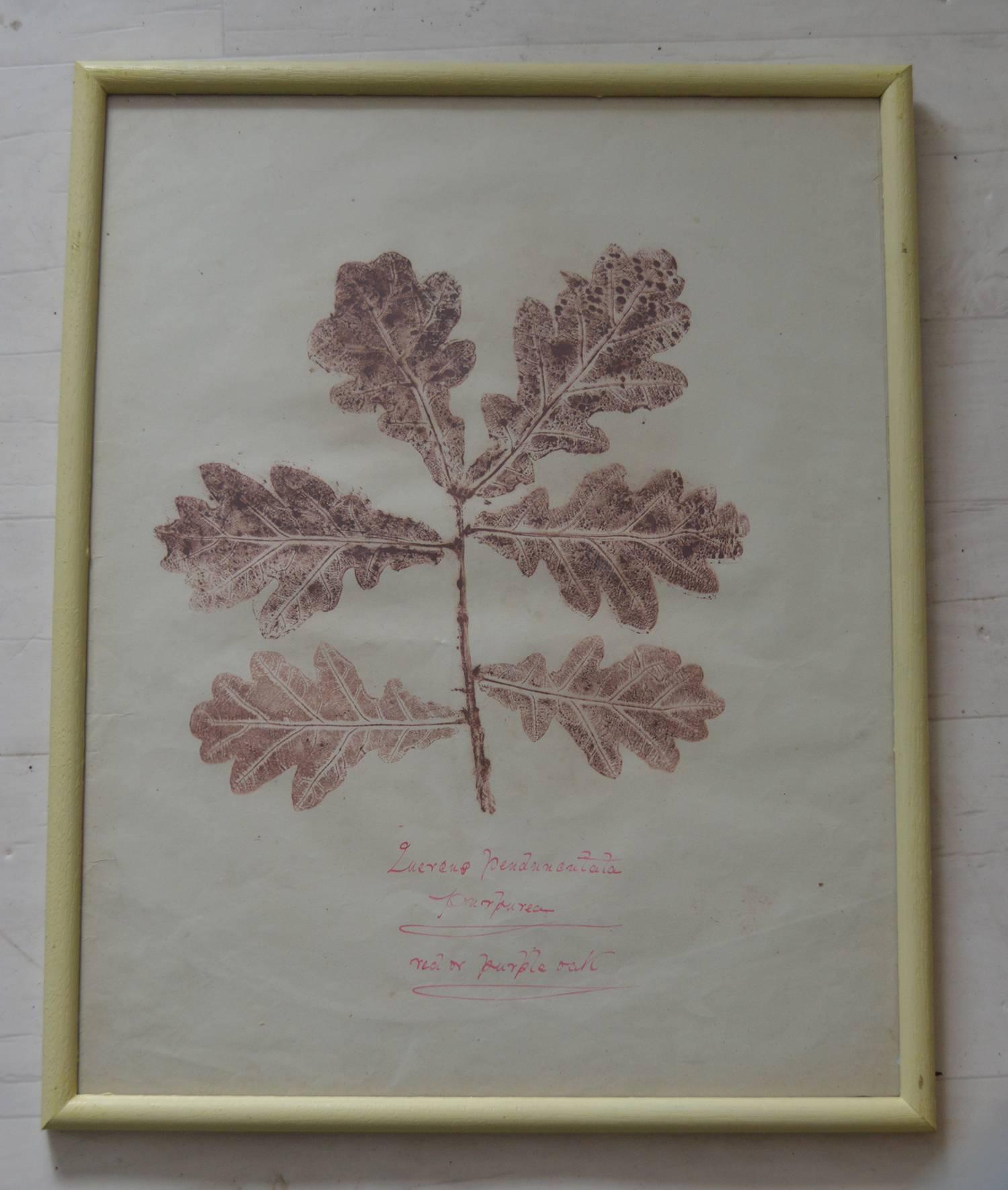 Set of Six Naive Botanical Prints 'Leaves', circa 1830 In Good Condition In St Annes, Lancashire