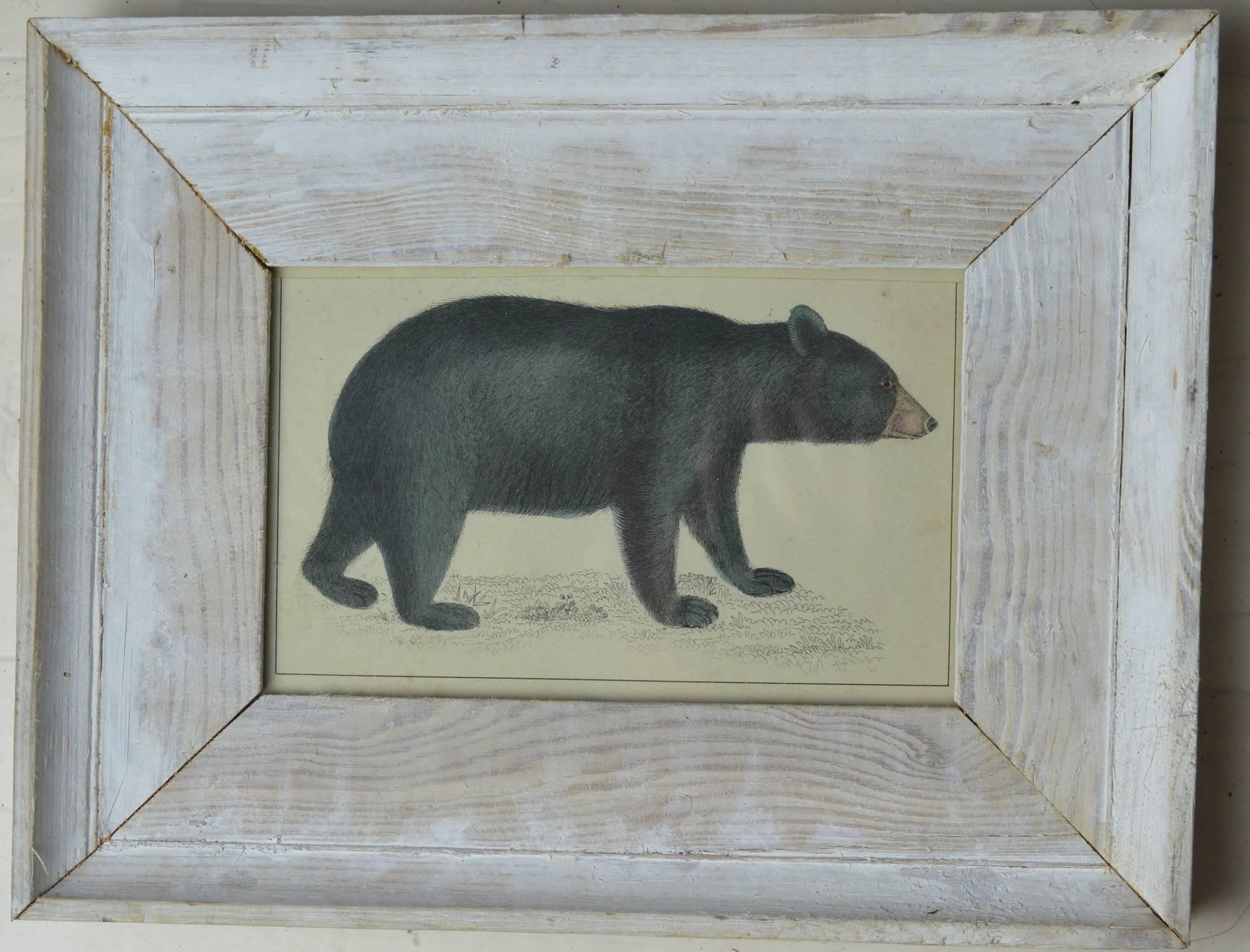 Great image of a black bear.

Handcolored lithograph.

Original color.

From Goldsmith's Animated Nature.

Published by Fullarton, London and Edinburgh, 1847.

Presented in a distressed antique painted pine frame.

The measurement given