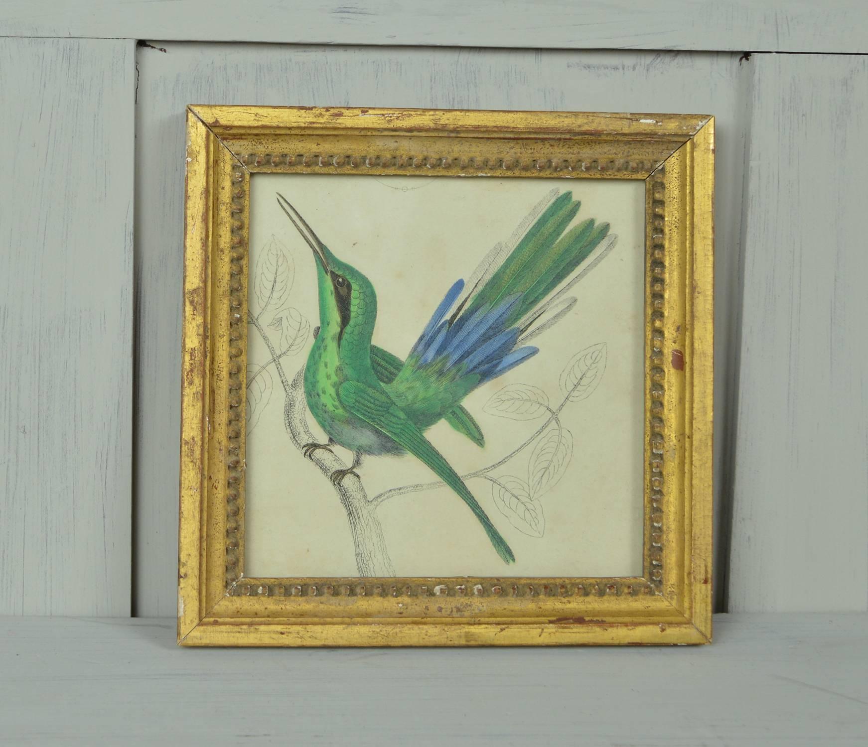 Great image of a hummingbird.

Hand-colored lithograph.

Original color.

From Goldsmith's Animated Nature.

Published by Fullarton, London and Edinburgh, 1847.

Presented in antique gilt frame.

The measurement given below is the frame